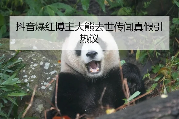 抖音爆红博主大熊去世传闻真假引热议